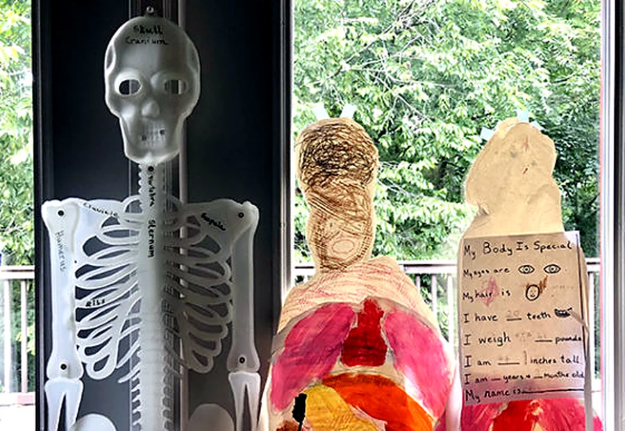 Anatomy and skeleton materials used for Montessori science work